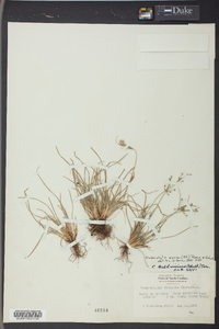 Fimbristylis annua image