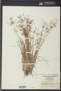 Fimbristylis annua image