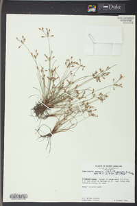 Fimbristylis annua image