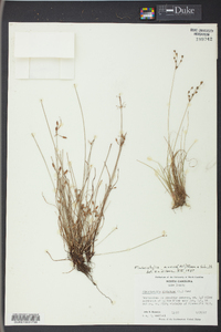 Fimbristylis annua image