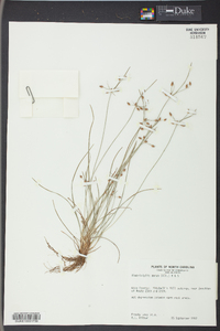 Fimbristylis annua image