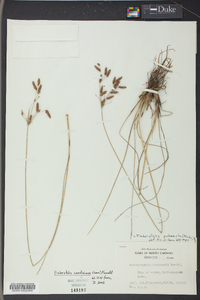 Fimbristylis caroliniana image