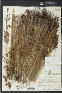 Fimbristylis castanea image