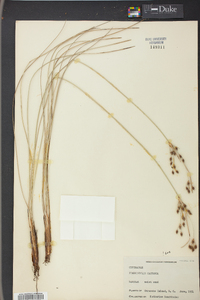 Fimbristylis castanea image