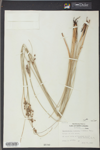 Fimbristylis castanea image