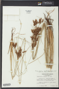 Fimbristylis castanea image