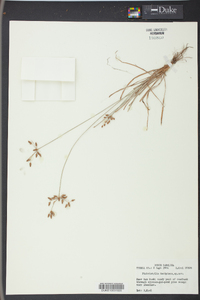 Fimbristylis decipiens image