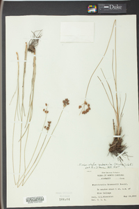 Fimbristylis puberula image