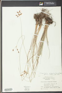 Fimbristylis puberula image