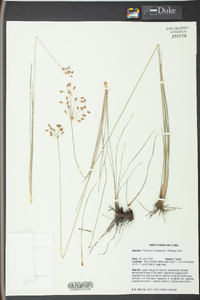 Fimbristylis puberula image