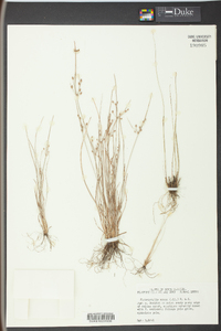 Fimbristylis annua image