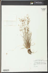 Fimbristylis annua image