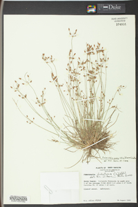 Fimbristylis annua image