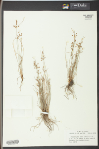 Fimbristylis annua image