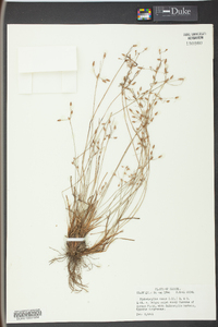 Fimbristylis annua image