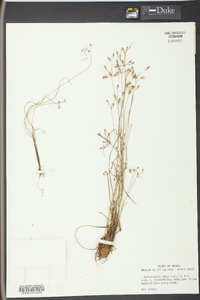 Fimbristylis annua image