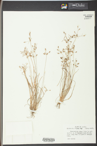 Fimbristylis annua image