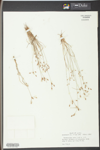 Fimbristylis annua image