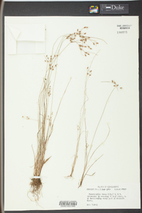 Fimbristylis annua image