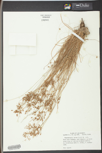 Fimbristylis annua image