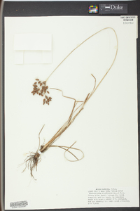 Fimbristylis caroliniana image