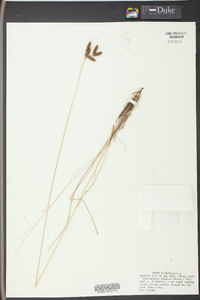 Fimbristylis castanea image