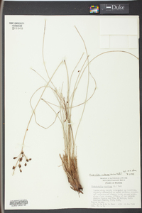 Fimbristylis castanea image