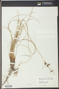 Fimbristylis castanea image