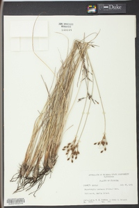 Fimbristylis castanea image