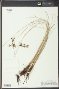 Fimbristylis castanea image