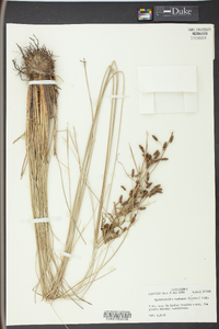 Fimbristylis castanea image