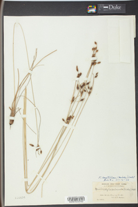 Fimbristylis castanea image