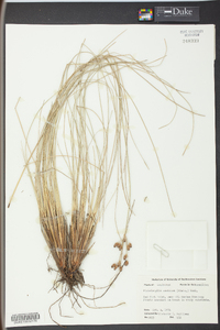 Fimbristylis castanea image