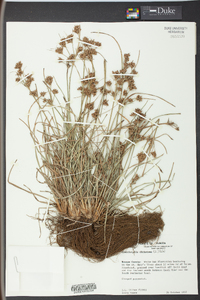 Fimbristylis dichotoma image