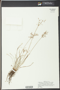 Fimbristylis dichotoma image