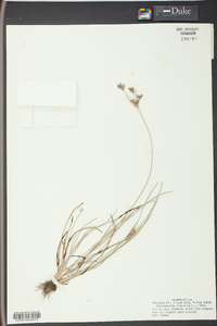 Fimbristylis dichotoma image