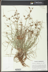 Fimbristylis dichotoma image