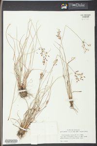 Fimbristylis dichotoma image