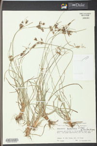 Fimbristylis dichotoma image