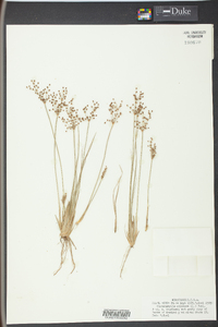 Fimbristylis miliacea image