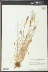 Fimbristylis miliacea image