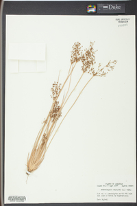 Fimbristylis miliacea image