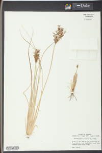 Fimbristylis miliacea image