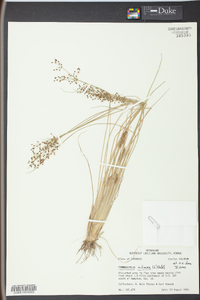 Fimbristylis miliacea image