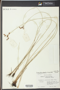 Fimbristylis puberula image