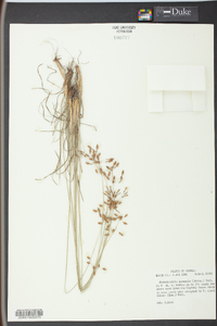 Fimbristylis puberula image