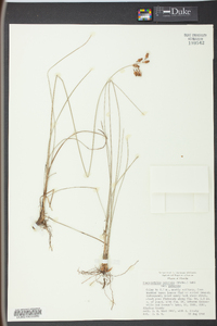 Fimbristylis puberula image