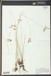 Fimbristylis puberula image