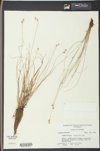 Fimbristylis schoenoides image