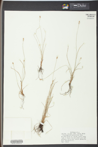 Fimbristylis schoenoides image